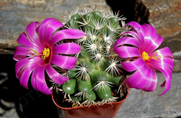 Rare Mammillaria Schumannii Exotic Cactus Cacti Plant Pincushion Seed ...