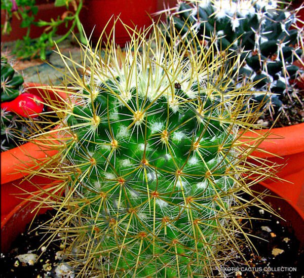 Rare Mammillaria Rodantha J Exotic Cacti Pincushion Cactus Seed 20 Seeds Fresh Garden