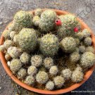 Rare Mammillaria Prolifera Haitiensis Cactus Succulent Plant Cacti Seed 20 Seeds Fresh Garden
