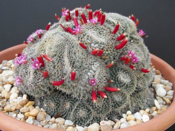 Rare Mammillaria Perbella Flower Cacti Pincushion Globular Cactus Seed 15 Seeds Fresh Garden