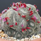 Rare Mammillaria Perbella Flower Cacti Pincushion Globular Cactus Seed 15 Seeds Fresh Garden