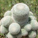 Rare Mammillaria Candida J Cactus Cacti Seed 20 Seeds Fresh Garden