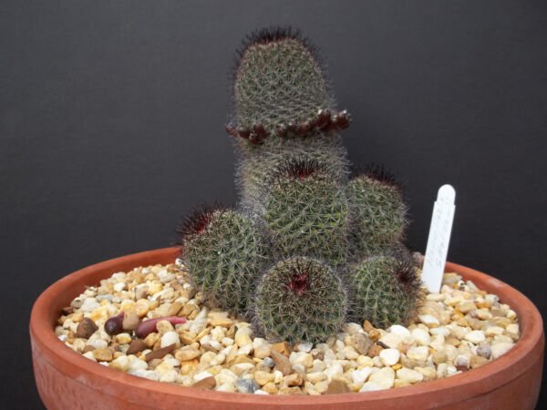 Rare Mammillaria Sheldonii Flower Cacti Pincushion Globular Cactus Seed 15 Seeds Fresh Garden