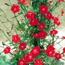 Ipomoea Sloteri Cardinal Climber Morning Glory Flowering Exotic Seed 20 Seeds Fresh Garden