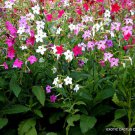 Nicotiana Alata Mixed Color Flowering Plant Exotic Seed 20 Seeds Fresh Garden