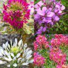 Cleome Hassleriana Spiny Spider Flower Pink Queen Exotic Flowering Seed 20 Seeds Fresh Garden
