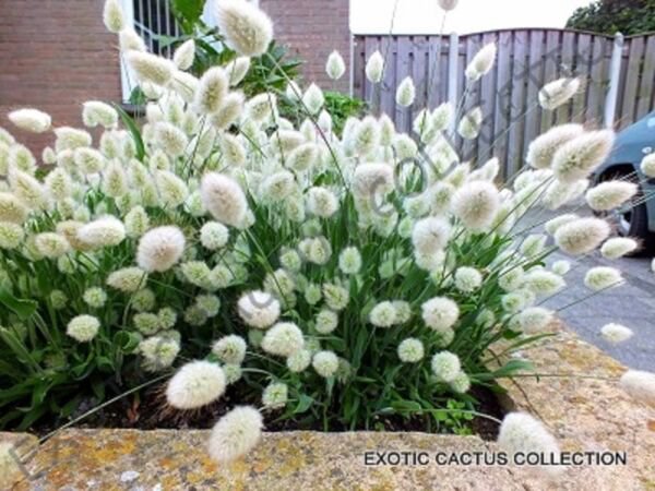 Lagurus Ovatus Bunny Tails Hare'S Tail Grass Rare Exotic Flowering Seed 15 Seeds Fresh Garden