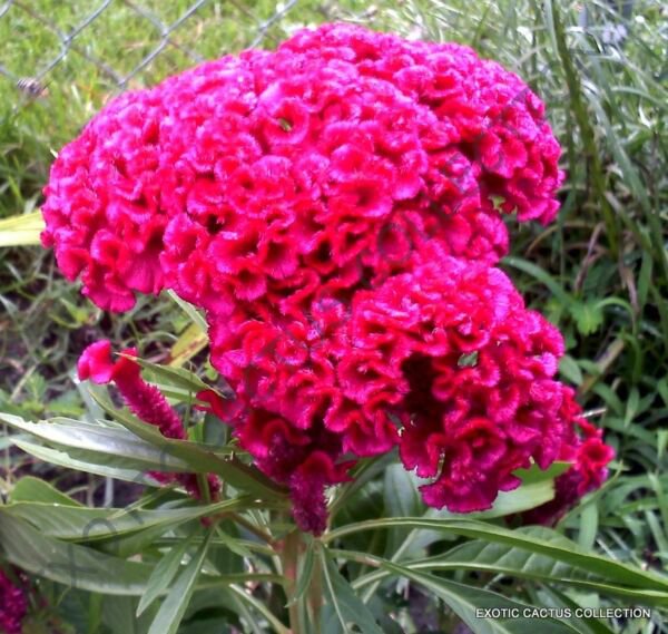 Celosia Cristata Crested Rare Pink Flowering Exotic Amish Cock'S Comb 15 Seeds Fresh Garden