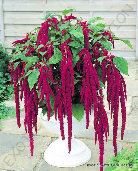 Love Lies Bleeding Amaranthus Caudatus J Rare Exotic Flowering Seed 15 Seeds Fresh Garden