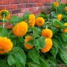 Teddy Bear Sunflower Helianthus Anuus J Rare Exotic Flowering Seed 10 Seeds Fresh Garden