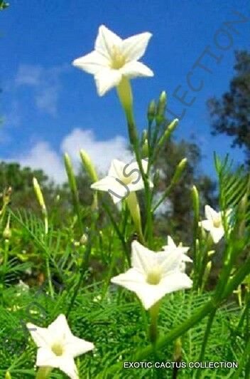 White Cypress Vine Ipomoea Quamoclit J Morning Glory Star Flower Seed 15 Seeds Fresh Garden