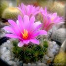 Rare Mammillaria Boolii J Exotic Flowering Cacti Cactus Seed 15 Seeds Fresh Garden