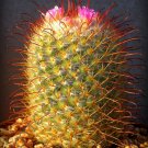 Rare Mammillaria Bombicina J Fish Hook Exotic Cacti Cactus Seed 15 Seeds Fresh Garden