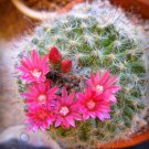 Rare Mammillaria Bocasana Roseiflora J Exotic Flowering Cacti Cactus 20 Seeds Fresh Garden