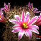 Rare Mammillaria Blossfeldiana J Exotic Flowering Cacti Cactus Seed 20 Seeds Fresh Garden