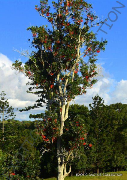 Firewheel Tree Stenocarpus Sinuatus J Rare Exotic Flowering Trees Seed 5 Seeds Fresh Garden