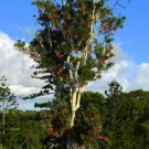 Firewheel Tree Stenocarpus Sinuatus J Rare Exotic Flowering Trees Seed 5 Seeds Fresh Garden