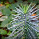 Euphorbia Lathyris Exotic Caudex Madagascar Succulent Rare Bonsai Seed 5 Seeds Fresh Garden