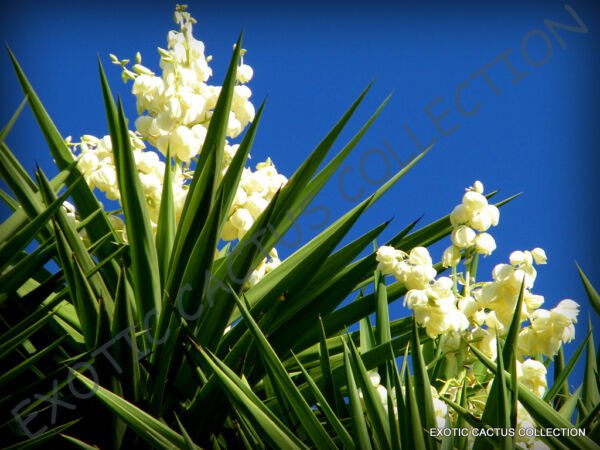 Cabbage Tree Cordyline Australis J Exotic Rare Palm Trees Plant Seed 10 Seeds Fresh Garden