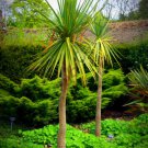 Cordyline Australis Cabbage Tree J Exotic Rare Palm Trees Plant Seed 10 Seeds Fresh Garden