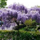 Japanese Wisteria Floribunda Rare Vine Flowering Purple Wood Tree Seed 10 Seeds Fresh Garden