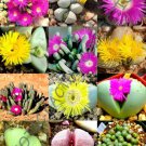 Color Argyroderma Mix Succulent Cactus Mixed Living Stones Rocks Seed 50 Seeds Fresh Garden