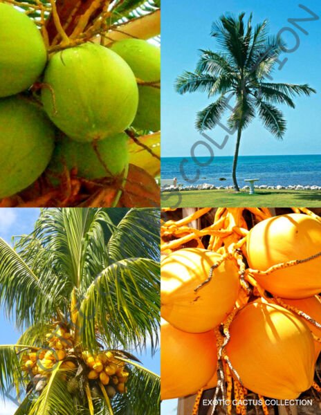 Yellow & Green Coconut Pack Cocos Nucifera Exotic Palm Tree Seed 2 Live Seeds Fresh Garden