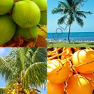 Yellow & Green Coconut Pack Cocos Nucifera Exotic Palm Tree Seed 2 Live Seeds Fresh Garden