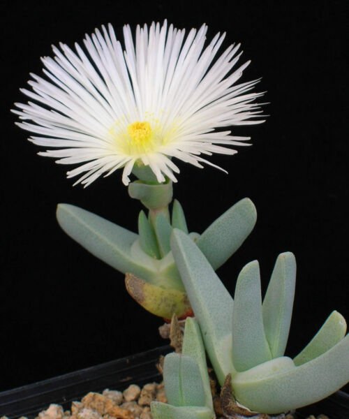 Cheiridopsis Acuminata Rare Mesembs Living Stones Exotic Cactus Seed 50 Seeds Fresh Garden