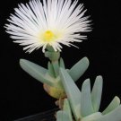 Cheiridopsis Acuminata Rare Mesembs Living Stones Exotic Cactus Seed 50 Seeds Fresh Garden