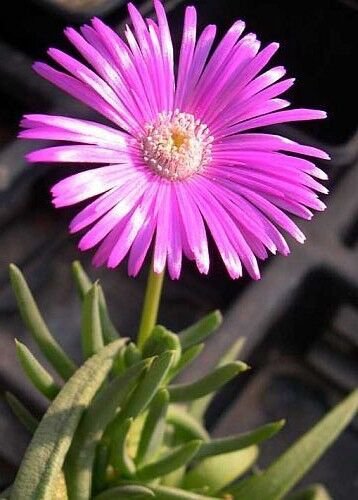 Cephalophyllum Pulchrum Rare Mesembs Exotic Living Stones Rock Seed 50 Seeds Fresh Garden