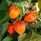 Cape Gooseberry Goldenberry Physalis Peruviana Peruvian Groundcherry 100 Seeds Fresh Garden