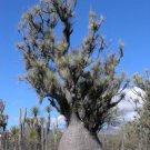 Beaucarnea Gracilis Rare Nolina Elephant Foot Mexican Ponytail Palm 50 Seeds Fresh Garden