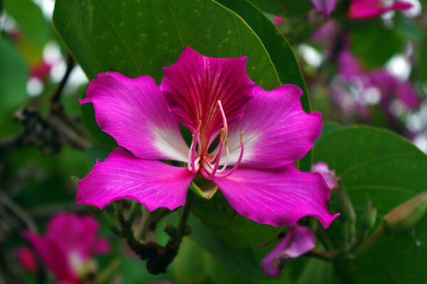 Bauhinia Purpurea Purple Orchid Tree Exotic Flower Bonsai Plant Seed 30 Seeds Fresh Garden