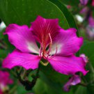 Bauhinia Purpurea Purple Orchid Tree Exotic Flower Bonsai Plant Seed 30 Seeds Fresh Garden