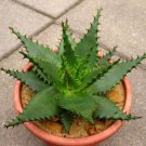 Aloe Broomii Rare Snake Thorny Succulent Exotic Hardy Agave Cactus Seed 50 Seeds Fresh Garden