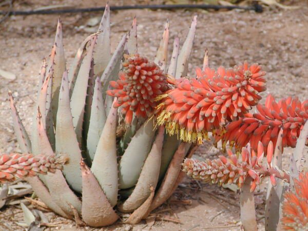 Aloe Claviflora Jackal'S Tail Exotic Succulent Rare Agave Plant Seed 100 Seeds Fresh Garden