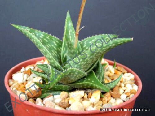Aloe Blue Mist Exotic Medicinal Gel Succulent Rare Desert Plant Seed 50 Seeds Fresh Garden