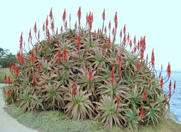 Aloe Arborescens Kranz J Vera Healing Medicinal Succulent Rare Seed 100 Seeds Fresh Garden