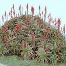 Aloe Arborescens Kranz J Vera Healing Medicinal Succulent Rare Seed 100 Seeds Fresh Garden