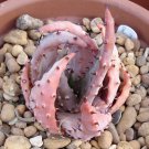 Aloe Aculeata V. Crousiana Exotic Succulent Rare Agave Hardy Plant Seed 50 Seeds Fresh Garden