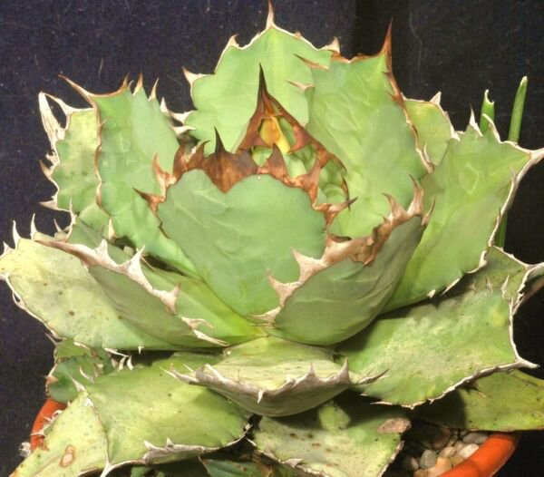 Agave Titanota Green Hardy Exotic Succulent Aloe Rare Rose Plant Seed 50 Seeds Fresh Garden