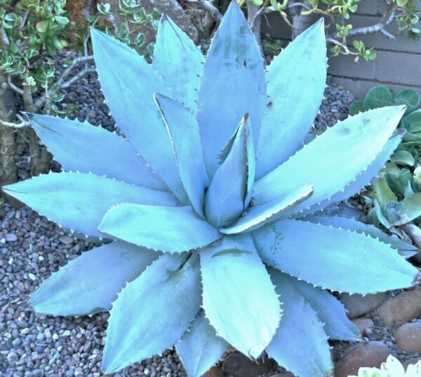 Agave Titanota Blue Hardy Exotic Succulent Aloe Rare Rose Plant Seed 50 Seeds Fresh Garden