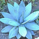 Agave Titanota Blue Hardy Exotic Succulent Aloe Rare Rose Plant Seed 50 Seeds Fresh Garden