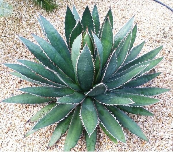 Agave Horrida Exotic Succulent Aloe Plant Rare Desert Sun Cactus Seed 50 Seeds Fresh Garden