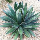 Agave Horrida Exotic Succulent Aloe Plant Rare Desert Sun Cactus Seed 50 Seeds Fresh Garden