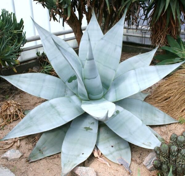 Agave Guiengola Creme Brulee Exotic Succulent Plant Rare Seed 50 Seeds Fresh Garden