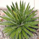 Agave Filifera Schidigera Threadleaf Succulent Aloe Plant Rare Seed 50 Seeds Fresh Garden