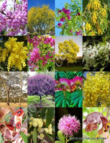 Acacia Trees Mix Rare Flower Wattles Desert Vachellia Bonsai Tree Seed 50 Seeds Fresh Garden