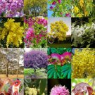 Acacia Trees Mix Rare Flower Wattles Desert Vachellia Bonsai Tree Seed 50 Seeds Fresh Garden